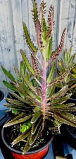 MOTHER-OF-A-THOUSAND-PLANT (KALANCHOE) 12-16+ inches SUCCULENT WOW picture