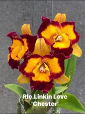 Rlc Linkin Love ‘Chester’ Maroon Yellow Fragrant Mericlone Orchid 4” Pot picture