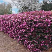 Loropetalum Ruby | 3 Gallon | Loropetalum chinense | Low Maintenance | Hardy picture