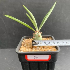 2.5cm 1PCS Seedgrotfh Seedling Euphorbia Angolensis Caudex Cactis Rare Plant picture