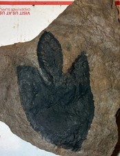Bargain Jurassic Dinosaur Footprint Fossil Grallator Track CT Brownstone picture