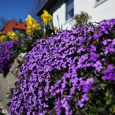 Thymus Serpyllum Purple Creeping Thyme. 2000 Seeds.  picture