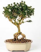 Live Serissa Bonsai Japonica Foetida Mount Fuji Variegated Flowering Plant 14