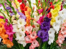 Mixed Gladiolus Flower Bulbs - 30 Bulbs Assorted Colors picture