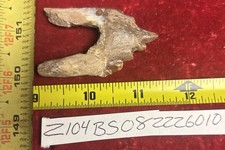 2 1/2” Basilosaurus Tooth 40-34 Mil Yrs Old Late Eocene picture