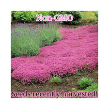 Pink Creeping Thyme Seeds | Non-GMO | Bulk Groundcover Seeds picture