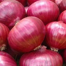 Red Grano Onion Seeds | Heirloom / Non-GMO |  | Seed Store | 1071 picture