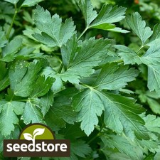 Italian Dark Green Parsley Seeds | Heirloom / Non-GMO |  | 1135 picture