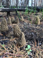 JUMBO WILD Morel Mushrooms, Whole (Dried) - Full 1 Pound picture