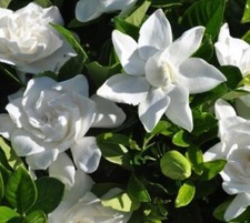 ( 1 ) - Summer Snow Gardenia® - Starter Plant ( 4L ) ( 1 live plant ) picture