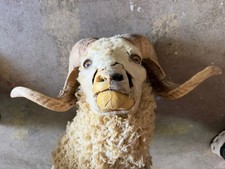 Vintage Ram Sheep Taxidermy Mount - worn - nice patina for look picture