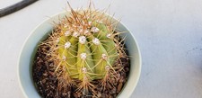 *THICK* Echinopsis hybrid 'Poco' Cactus *NICE SPINES* picture