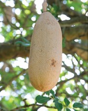 African Sausage Tree Whole Fruit (Kigelia Africana) Rare & Shaman Medicinal Use picture
