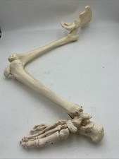 3B Scientific Leg Skeleton with Pelvic Bone Physiological Phil A15/3 Replacement picture