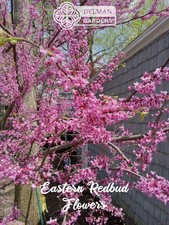 Eastern Redbud Tree (Cercis canadensis) - Pink Spring Blooms - Multiple Sizes picture