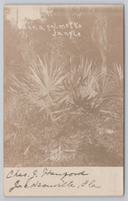 In a Palmetto Jungle Jacksonville Florida Postcard Vintage 1908 Real Photo RPPC picture