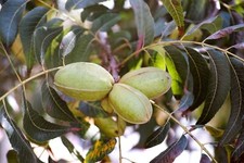Northern Pecan Trees Seeds for Planting Carya illinoinensis picture