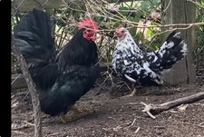 6+ Serama Hatching Eggs + Free Hatch Guide - Malaysian Miniature Bantam Rare picture