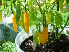 Aji Lemon Drop Hot Pepper 10 Seeds   picture