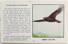 1931 Turkey Vulture Bird Plate Print Moller Nature Red Book Birds Of America A7D picture
