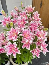 Double Oriental Lily Flower Bulbs for Home and Gardening, pack of 2 Bulbs (PINK) picture
