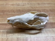 Real Bone Opossum Skull picture