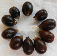 10 Dwarf Chinkapin ACORNS 10 Quercus prinoides Seeds Ten Fresh Acorns picture
