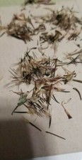 Semilla De Pipicha 300 seeds picture