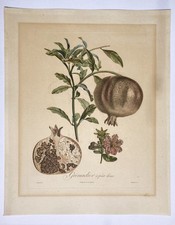Original Antique 1800s French Pomegranate Hand Colored Engraving Print Fruits picture