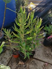 5 ORGANIC KALANCHOE ARANTO MOTHER OF THOUSANDS PLANTS MALA MADRE MADRE DE MILES picture