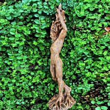 Goddess of The Forest Goddess of Tree Sculpture Garden Wood Figurine Statue Art picture