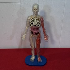 Vintage Human Body Model Anatomy Heart Brain Skeleton Muscles Lungs Student 13
