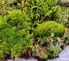 Live Fairy Garden Moss Assortment for Terrarium Vivarium 6x9 Ziplock GreenFresh picture