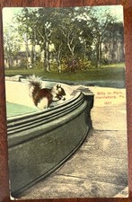Vintage postcards 1913 Postmark Billy the Squirrel Harrisburg PA Park Fountain picture