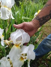 20x MIXED VARIETIES/COLORS BEARDED IRIS Bulbs/Rhizomes FRESH picture