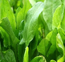 LARGE LEAF SORREL SEEDS 1000+ perennial RUMEX ACETOSA leafy greens  picture