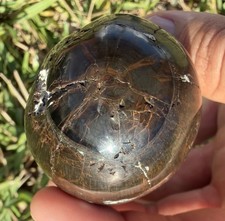 FOSSIL LEVIATHAN SPERM CETACEAN TOOTH - POLISHED WOODGRAIN LOOK AMAZING picture