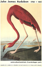 JOHN JAMES AUDUBON American Flamingo 33.5