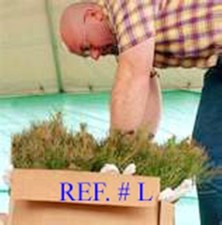 Qty-15 Georgia Deep South Eastern White Pine Starter Evergreen Rooted Seedlings picture