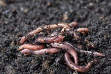 1lbs Red wiggler Composting worms picture