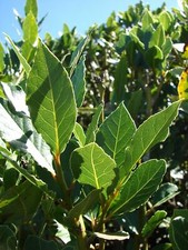 Laurus nobilis - 'Bay Leaf Tree' - Bay Laurel or Sweet Bay picture