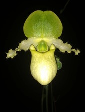 SELECT SALE - SEQUENTIAL PAPH ORCHID PRIMARY Pinocchio album BLOOM picture
