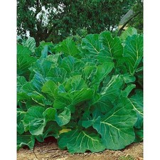 Kale Portuguese Seeds Couve Tronchuda Non-GMO Heirloom, Tracking Included picture