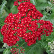 Red Yarrow Seeds, Rubra, Easy Grow Perennial, Herb, Butterflies,  picture