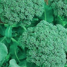 Broccoli Seeds  | NON-GMO Broccoli Seeds | Fresh Heirloom Garden Seeds picture