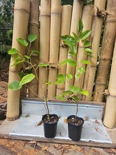 Dwarf Black Mulberry Morus Nigra Everbearing Live Plant Well Rooted Organic picture