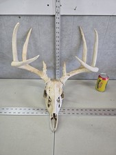 Wild 9 point 138-1