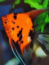 Beautiful  Red Devil  Angelfish Standard Fin Pea Size (8 fish) picture