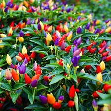 Chinese five Color Hot Pepper.  10 Seeds   picture