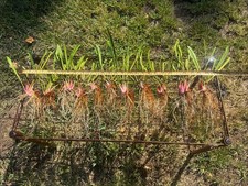 SARRACENIA FLAVA FLAVA “SAPPONY CREEK, SUSSEX CO, VA”. DIVISION SALE. LARGE. picture